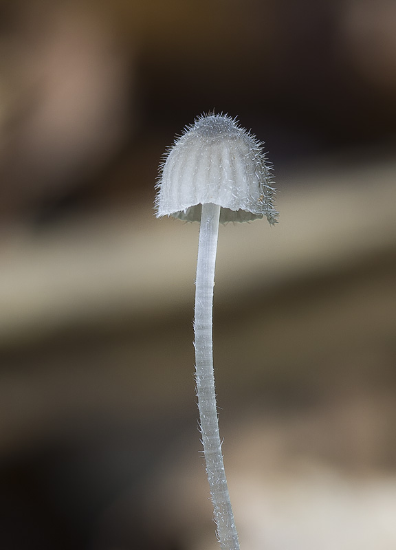 Mycena aciculata